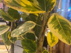 -渔语鱼酸菜鱼新川菜(来福士店)