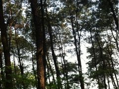 -铁山坪森林公园