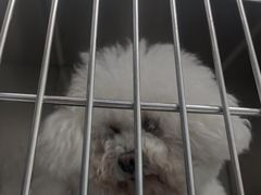 -嘉馨宠物医院·CT影像转诊·心脏科·犬猫全科诊疗中心(下沙大学城院区)