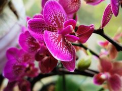 -金科花卉市场