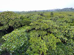 -东寨港红树林旅游区