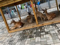 -长白岛森林公园