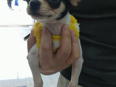 -瑞派名望24h动物医院异宠专科·猫专科·骨科·重症监护分院