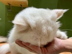 -猫亿天猫咖