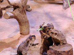 -正佳雨林生态植物园