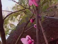 -重庆彩云湖湿地公园