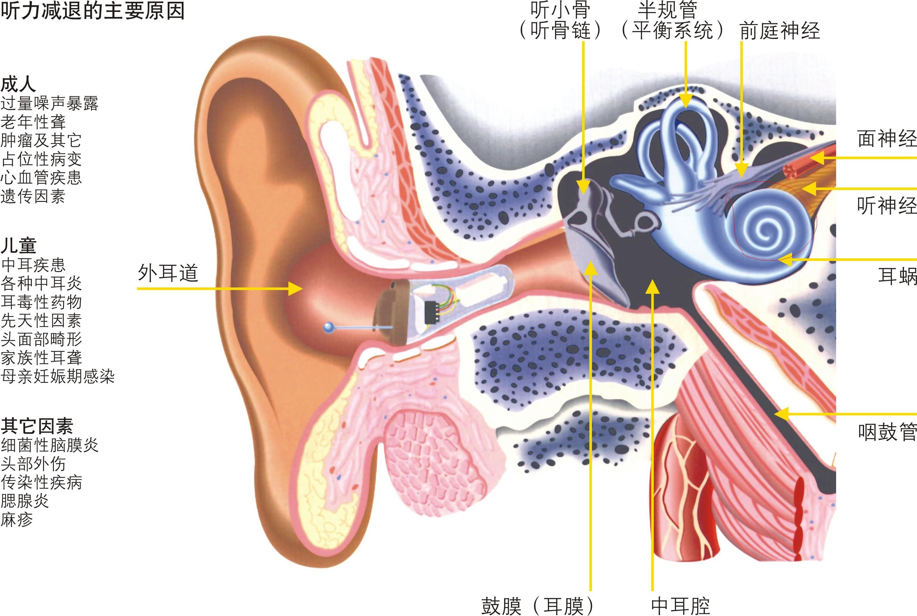 耳朵和大脑结构示意图图片