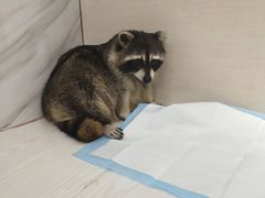 -浣熊柯尔鸭土拨鼠·电玩咖