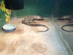 -上海大自然野生昆虫馆(东方明珠·爬宠昆虫探索中心)