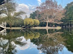 -上海共青森林公园