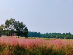 -艾溪湖湿地公园
