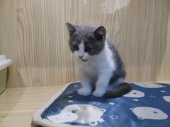 -屋虎猫馆(宝安大仟里店)