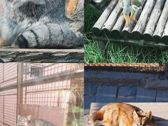 -青藏高原野生动物园