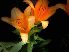 -长春公园(普阳街道)