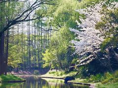 -上海共青森林公园