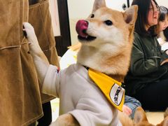 -逗柴咖啡屋·狗咖猫咖宠物桌游