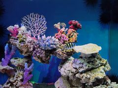 -上海海昌海洋公园