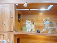 -猫十亿·布偶金渐层·曼基康矮脚猫舍(青年路店)