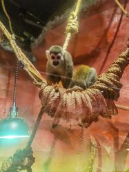 -Zoolung Zoolung动物主题公园(海信广场店)