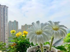 -双季花艺园艺市场(浦东店)