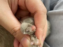 -瑞派康怡24h宠物医院·犬猫医疗中心·微创绝育(瑞景分院)