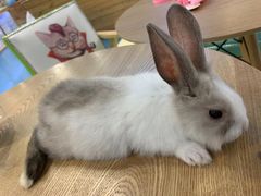 -龟与熊猫宠物公园(南坪店)