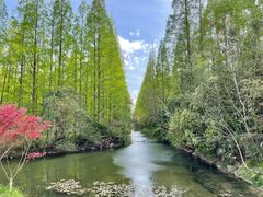-东平国家森林公园