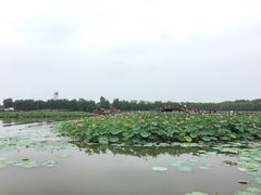 -白洋淀景区