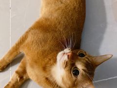-猫大福·Fortune Cat猫舍(百子湾店)