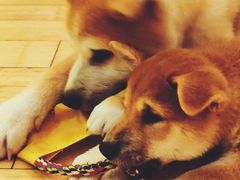 -喜柴咖啡·柴犬狗咖
