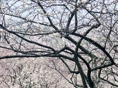 -香雪海