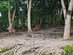 -清迈夜间动物园
