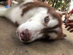-TrueLove @ Neverland (Husky Cafe)