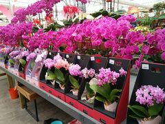 -荷兰花海