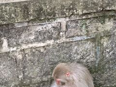 -黔灵山公园