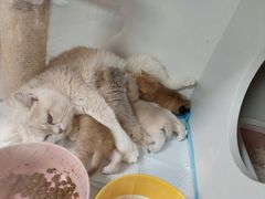 -十月米努特矮脚猫舍