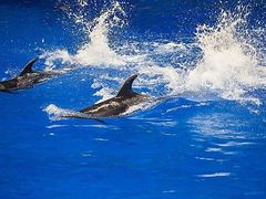 -芜湖新华联大白鲸海洋公园