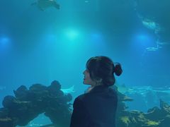 -海棠湾洲际-涛·海底餐厅·美人鱼·自助餐·海底隧道