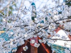 -月湖风景区