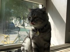 在医院害怕的等待ing-美联众合动物医院·内科·皮肤科·外科(古城分院)