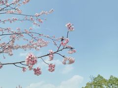 -顾村公园