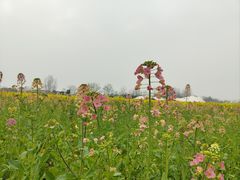 -中国天府农业博览园