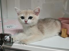 -Bastet sally猫舍购宠(静安店)