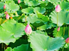 -莲花池公园