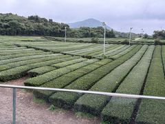 -雪绿茶博物馆