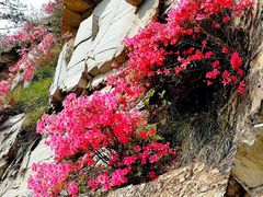-木兰云雾山