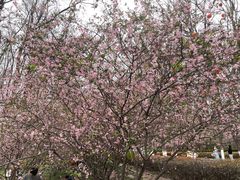 -洛阳市隋唐城遗址植物园
