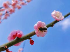 -秀丽东方