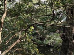 -秋霞圃