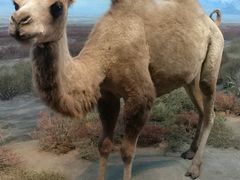 -青藏高原自然博物馆